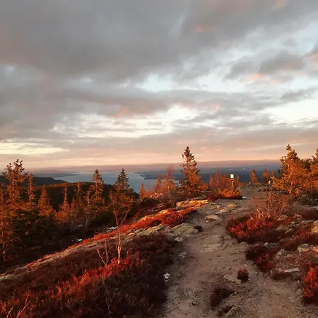 Lauv Tretopphytter Villa